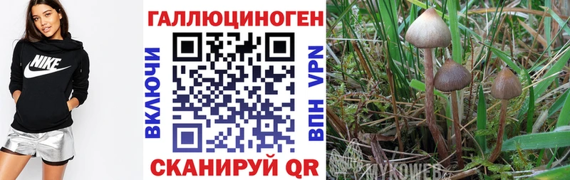 Псилоцибиновые грибы Psilocybe Вязники